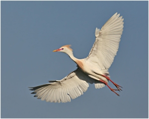 Banking Cattle Egret